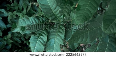  Green leaves background with dark color tone in the morning. Tropical Plant in Indonesia.  Environment, good air, fresh. Photo concept nature and plant wallpaper.