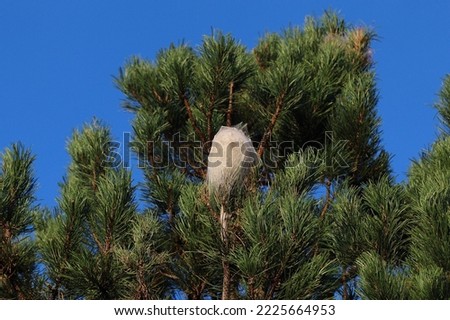 nest of pine processionary (caterpillar) caterpillars in the green needles of a fir tree against a plain blue sky background Royalty-Free Stock Photo #2225664953