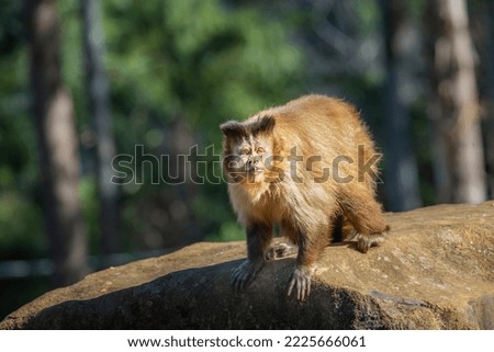 Monkey sit down looking something on his branch, Pantanal, Brazil