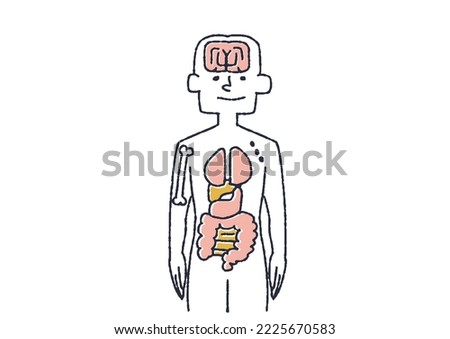  Friendly illustration of human organs