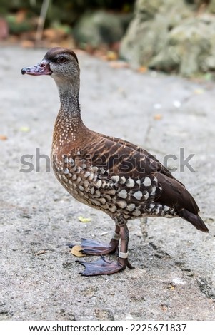 The spotted whistling duck (Dendrocygna guttata) is a member of the duck family Anatidae.
It is distributed throughout the southern Philippines, Wallacea and New Guinea.  Royalty-Free Stock Photo #2225671837
