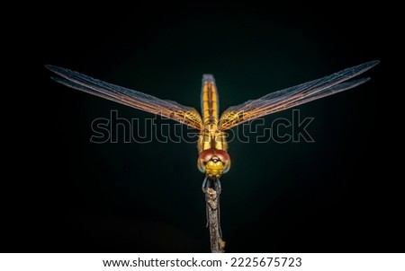 Close up of Dragonfly perched on a tree branch, dry wood and nature background, Selective focus, insect macro, Colorful insect in Thailand.