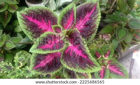 Coleus plants in pots are placed as decorations for the terrace of the house