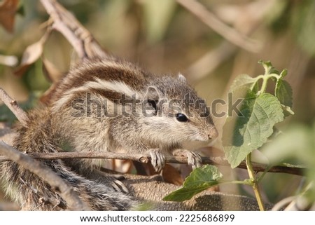 View of Indian palm squirrel