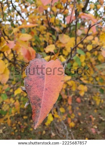 Autumn leave in fall season.