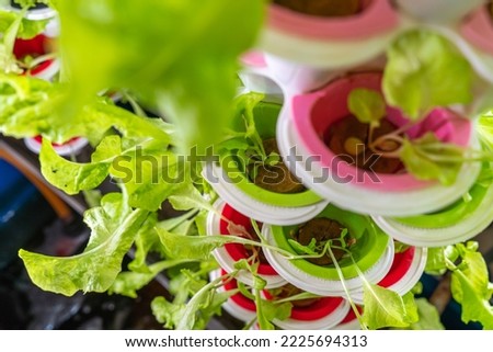 Close up photo of hydroponic lettuce grown in stacked tower level pots and with rows of LED grow lights in a home style hydroponic garden Royalty-Free Stock Photo #2225694313