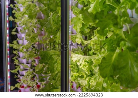 Close up photo of hydroponic lettuce grown in stacked tower level pots and with rows of LED grow lights in a home style hydroponic garden Royalty-Free Stock Photo #2225694323