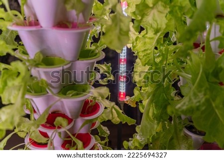 Close up photo of hydroponic lettuce grown in stacked tower level pots and with rows of LED grow lights in a home style hydroponic garden Royalty-Free Stock Photo #2225694327