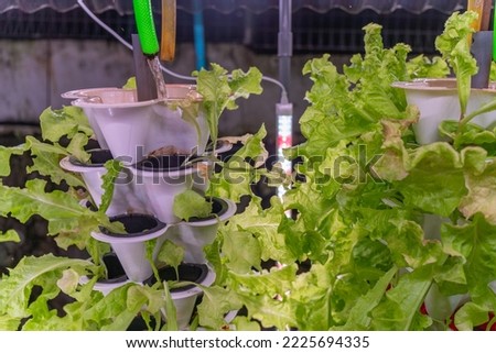 Close up photo of hydroponic lettuce grown in stacked tower level pots and with rows of LED grow lights in a home style hydroponic garden Royalty-Free Stock Photo #2225694335