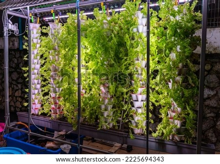 Photo of hydroponic lettuce grown in stacked tower level pots and with rows of LED grow lights in a home style hydroponic garden Royalty-Free Stock Photo #2225694343
