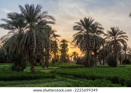 Palms and fields near Abri, Sudan Royalty-Free Stock Photo #2225699349