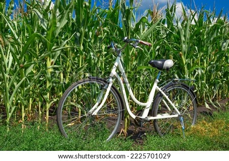 bike ride on a dirt road past a cornfield.
