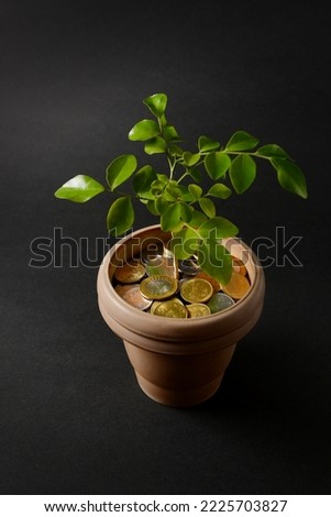 Investment growth in Indian stock market. A conceptual photo with rupee coins in a planter with sapling.