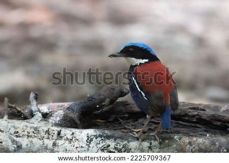 Blue-headed Pitta
(Hydrornis baudii) or Blue-crowned Pitta, recorded at Sabah Royalty-Free Stock Photo #2225709367