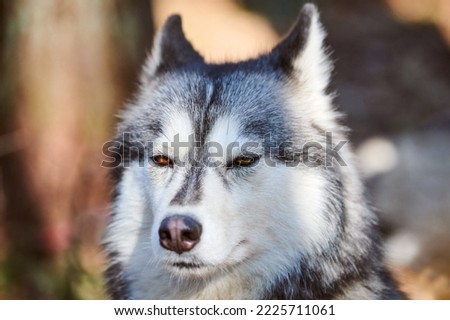 Siberian Husky dog portrait with brown eyes and gray coat color, cute sled dog breed. Friendly husky dog portrait outdoor forest background, walking with beautiful adult pet, favorite breed of dog