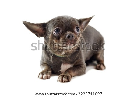 Short haired chihuahua dog with big ears isolated on white background, cute adorable little chihuahua dog. Funny black brown chihuahua dog breed lies, trembles and is afraid Royalty-Free Stock Photo #2225711097
