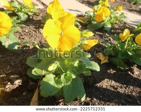 Beautiful yellow pansies in the afternoon sun