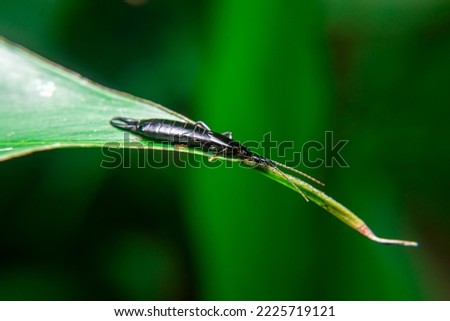earwig dermaptera, black earwig, Chelisoches morio, Euborellia annulipes, ringlegged earwig sitting on a leaf