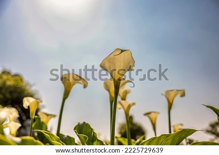 ZANTEDESCHIA AETHIOPICA, COMMONLY KNOWN AS CALLA LILY AND ARUM LILY. CLOSE UP ON INFLORESCENCE AND SPATHE OF THIS PLANT. SAPA, VIETNAM