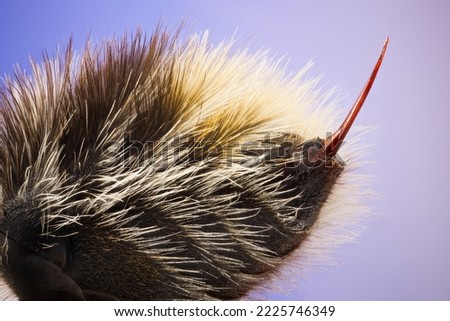 Super detailed macro shot of bumblebee sting tail. Great quality and super magnification. Royalty-Free Stock Photo #2225746349
