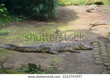 The saltwater crocodile (Crocodylus porosus) is a crocodilian native to saltwater habitats and brackish wetlands from India's east coast across Southeast Asia and the Sundaic region to Australia Royalty-Free Stock Photo #2225747097