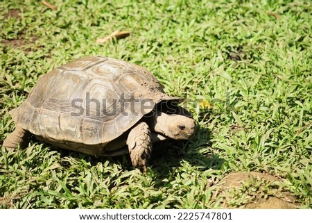 A tortoise walking on a grass field