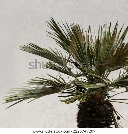 Tropical exotic palm tree on white background. Aesthetic minimal floral composition