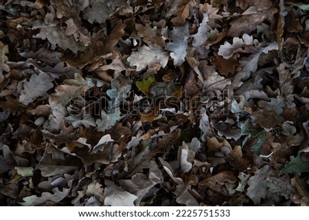 Fall texture background. Fallen leaves. Autumn mood. Faded nature. Backdrop of yellow leaves on the ground. A pile of foliage.