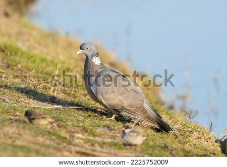 Common wood pigeon sitting near the lake on green grass land