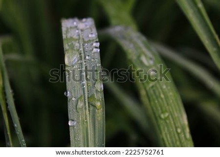 water drops on green leaves in the morning