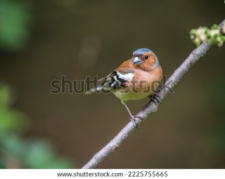 Common chaffinch sits on a branch in spring on green background. Beautiful songbird Common chaffinch in wildlife. The common chaffinch or simply the chaffinch, latin name Fringilla coelebs. Royalty-Free Stock Photo #2225755665
