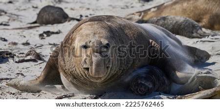 Dominant male Southern Elephant Seal (Mirounga leonina) races through his harem to see off an interloper during the breeding season. Sea Lion Island in the Falkland Islands. Royalty-Free Stock Photo #2225762465