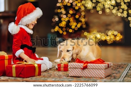 A little girl has prepared and gives a gift to her dog a golden retriever near the Christmas tree