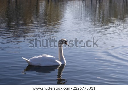 Swans swim in the lake. Birds on the background of clear water. Swans in the park in the pond.