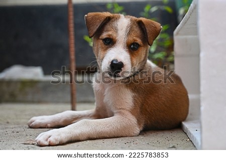 funny dog ,cute brown puppy or brown dog, dog sitting on ground