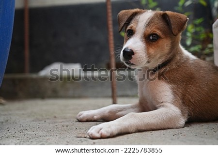 funny dog ,cute brown puppy or brown dog, dog sitting on ground