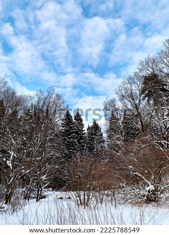 Snowy landscape with frozen trees in winter. Hiking in the forest in January or February concept