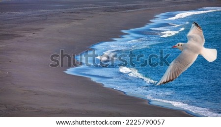 Seagull in flight over a black beach in Iceland - Reynisfjara black sand beach, near the village of Vik, Iceland