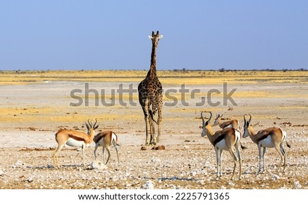 Giraffe with back to camera with a small herd of springbok in the foreground, and vast open plains in the background