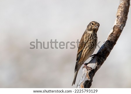 Linnet on a branch of tree. Carduelis cannabina.