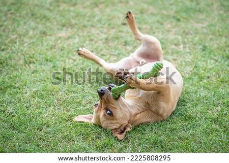 A small mixed-breed tan-coloured terrier-type dog plays with its rubber bone on the green lawn Royalty-Free Stock Photo #2225808295