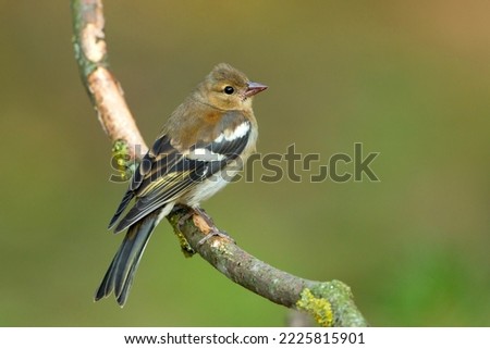 The common chaffinch or simply the chaffinch (Fringilla coelebs) is a common and widespread small passerine bird in the finch family Royalty-Free Stock Photo #2225815901