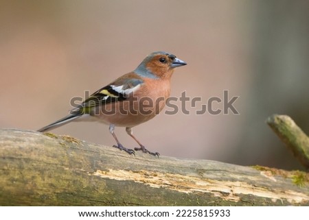 The common chaffinch or simply the chaffinch (Fringilla coelebs) is a common and widespread small passerine bird in the finch family Royalty-Free Stock Photo #2225815933