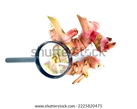 Spices Research and Studies for health Benefits and Side effects, ginger, aromatic ginger galanga,  alpinia, image for brochures, powerpoint slide template designs. 