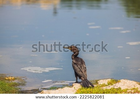 Close up view of beautiful black tropical bird on on bank of lake blue water surface background. Aruba. 