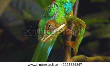 chameleon camouflage tropical colorful wildlife