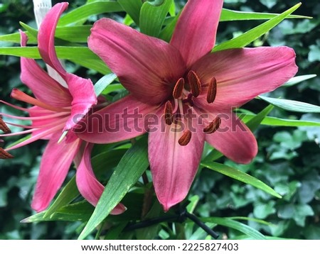 My Garden Flowers: The Glorious Derpest Purple- Red Lily with richly colored black nectaries Royalty-Free Stock Photo #2225827403