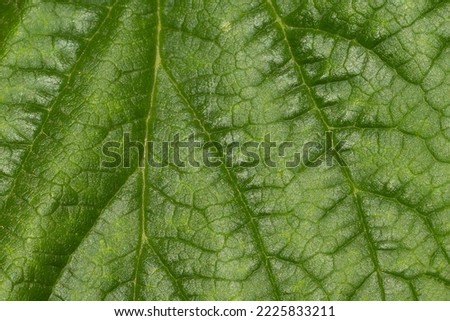 Green leaf of plant, macro picture from above. Top view, inoors Nature background.
