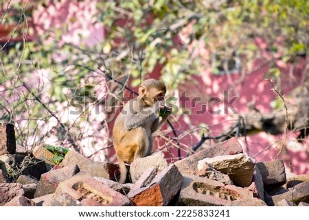 small monkey eating a fruit in india. Selective focus