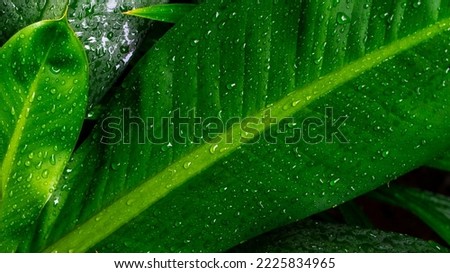 Green leaves with splash of rain drops on blurry background. Selected focus